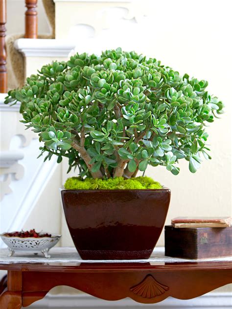 How to Plant and Care for Jade Plants Indoors or Out