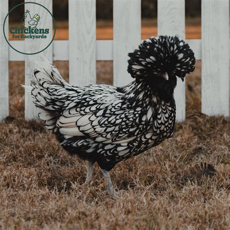 Silver Laced Polish Chickens | Chickens For Backyards