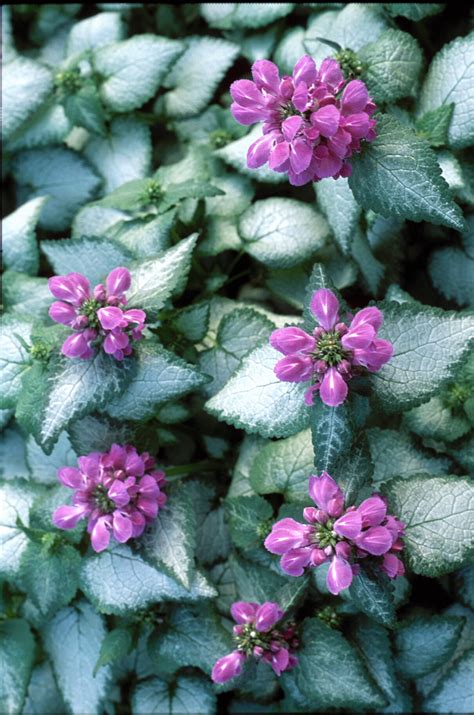 Lamium,’Purple Dragon’ PP15890 – MOONSHINE DESIGNS NURSERY
