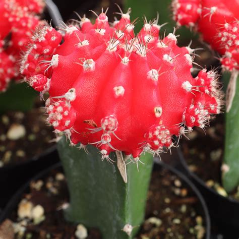 Gymnocalycium mihanovichii - Grafted Moon Cactus [red] | MCG™