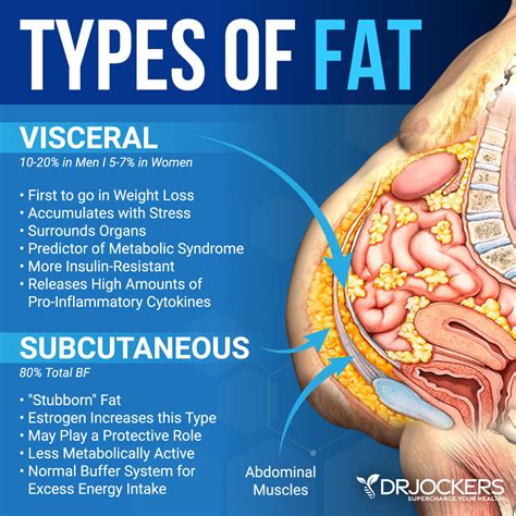 Top 7 Foods to Burn Belly Fat - DrJockers.com