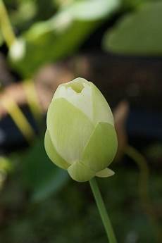 cycle of the lotus flower trivia koloa jodo cycle of the lotus flower trivia koloa jodo cycle of the lotus flower trivia koloa jodo cycle of the lotus flower trivia koloa jodo