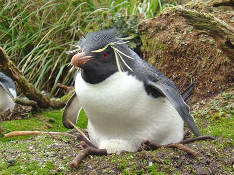 Rockhopper Penguins are Losing Ground | Wild View