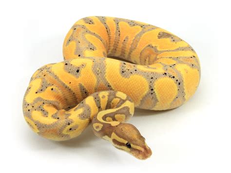 Image result for Banana Ball Python YouTube