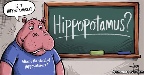 What's the Plural of Hippopotamus? Is it Hippopotamuses? - Grammar Cove