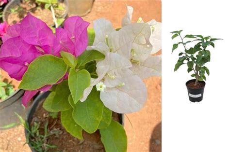 Indian Gardens - Boungainvillea White Pink/Bougainvillea Glabra live ...