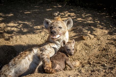 Hyena Birth – Moment of Magic - Africa Geographic