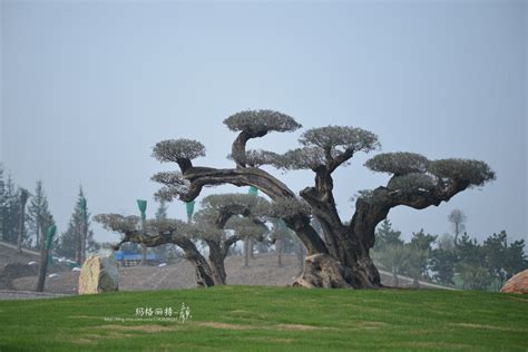 千年神树,欧洲最古老的树 - 世界之最 - 去看奇闻