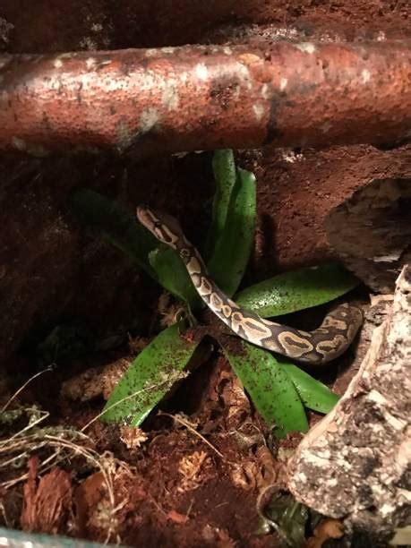 Image result for Green Ball Python