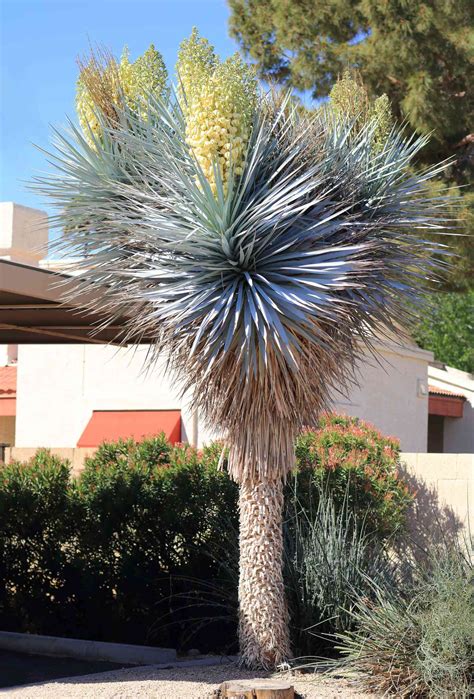 25 Types of Yucca Plants For Low-Maintenance Growing