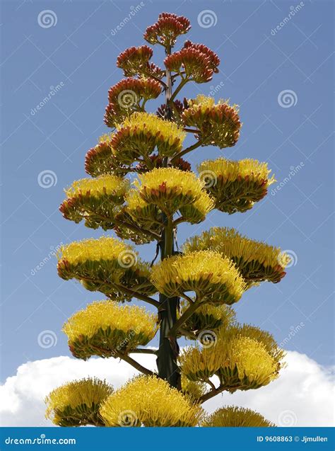 Agave Plant Flowers and Clouds Stock Image - Image of flowers ...