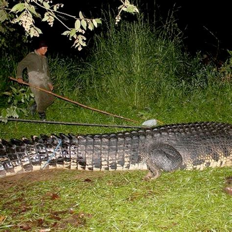 Gustave Crocodile Dead