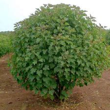 Buy Jatropha Curcas, Barbados Nut - 0.5 kg Seeds online from ...