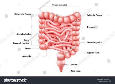 Hepatic Flexure Of Colon