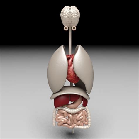 Image result for Digestive System 3D Model Tutorial