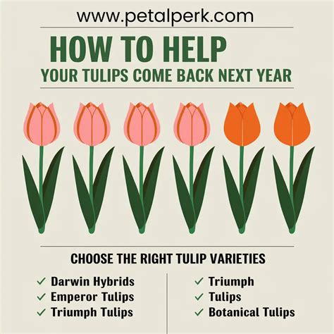 Are Tulips Annual or Perennial? The Truth About Tulip Blooms