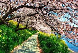 Image result for Amazing Spring Wallpaper