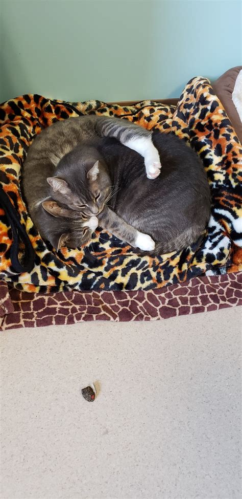 WINDING HILL VETERINARY CLINIC - Mechanicsburg PA - Hours, Directions ...