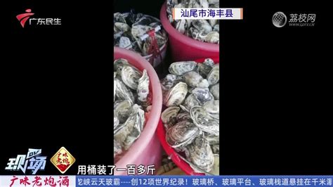 广东汕尾：海滩惊现百米生蚝带 官方提醒尽量别吃_新浪新闻