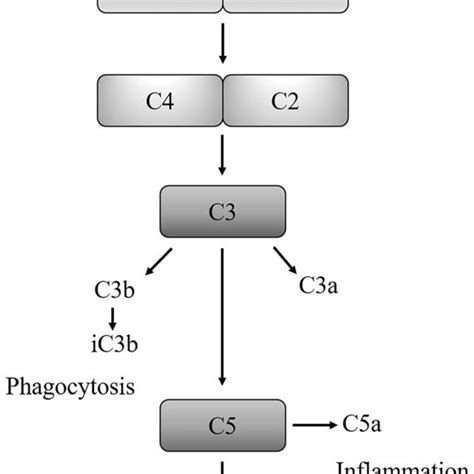 Classical Pathway Complement System.Drawing 的图像结果