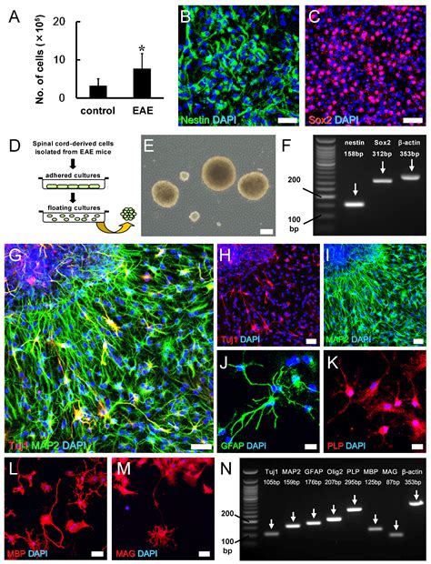 Potential of Adult Endogenous Neural Stem/Progenitor Cells in the ...