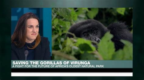 DR Congo: Saving the gorillas of Virunga - The Interview - France 24