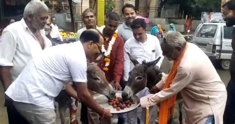 MP BIZZARE VIDEO: Locals Feed Gulab Jamuns To Donkeys In Hope Of Rains ...