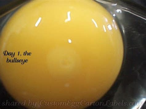 Chicken 的图像结果