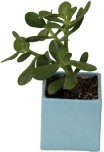 Pots & Plants Crassula Plant Price in India - Buy Pots & Plants ...
