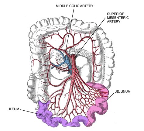 Small Intestine | Geeky Medics