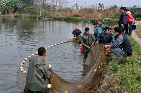 武汉新洲举水河进入枯水期 附近村民疯狂电鱼 - 爱钓网