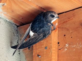 Little Swift (Indian House Swift) - eBird