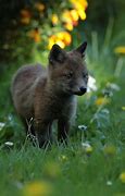Image result for Cute Fluffy Animals