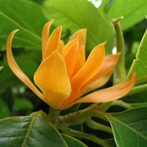 10 Michelia champaca Plants (Grafted ) , Yellow Champa Plants , Golden ...