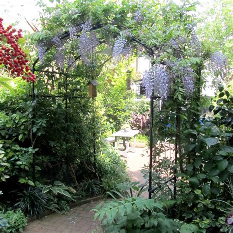 Fastest Growing Climbers for your Garden Arch | Agriframes
