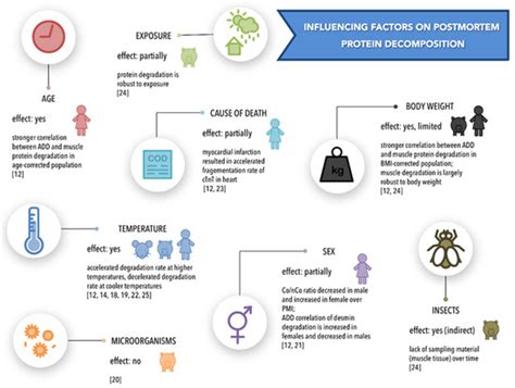 Influencing Factors on Postmortem Protein Degradation for PMI ...