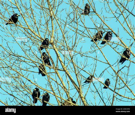Raven sitting on leafless tree hi-res stock photography and images - Alamy