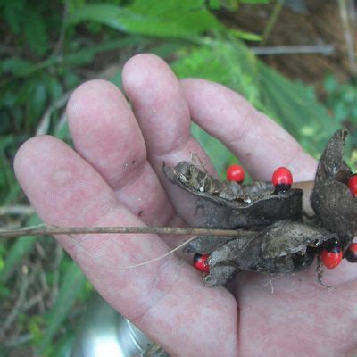 Events in Venice, Florida : Discover Upcoming Events in Venice, FL ...