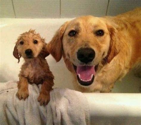 Funny Dogs Clean 的图像结果