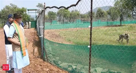 PM Modi releases cheetahs into special enclosures in Madhya Pradesh ...