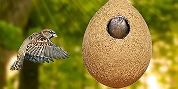 BIRDSHALA Organic Large Size Bird NEST Set of 2, Purely Made by Bird ...