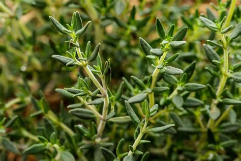 Organic Thyme – GreenDNA® India