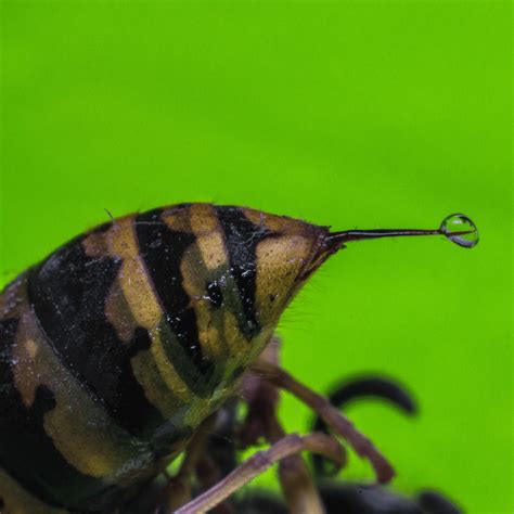 Wasp Sting | Here's What You Need To Know! | BeesWiki