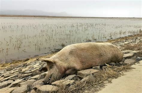 养猪场的死猪是如何处理的，回收之后，真的会被加工成火腿肠吗？-生活视频-搜狐视频