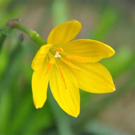 Plantogallery® Rare Yellow Rain Lily Bulbs, Zephyranthus Lily Pack of ...