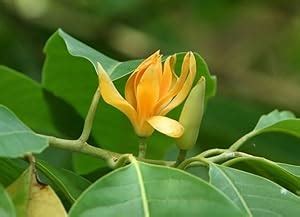 Beautiful Golden Champaca, Swarna Champa (Michelia Champaca) Magnolia ...
