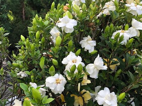 Gardenia Enfleurage
