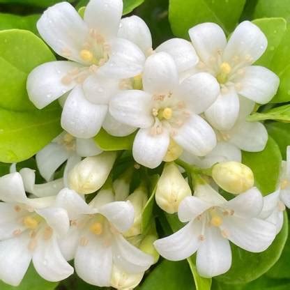 JR GLOBLE Murraya Paniculata Plant Price in India - Buy JR GLOBLE ...