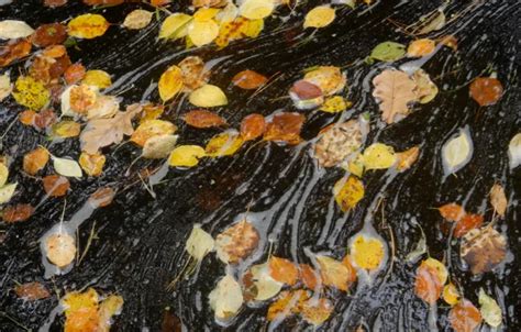 Wallpaper autumn, leaves, nature, sheet, stream, widescreen, Wallpaper ...