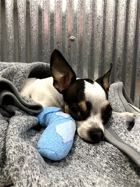 MISSOURI VALLEY VET - PINEHURST - Bismarck ND - Hours, Directions ...